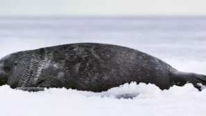 Baikal nerver